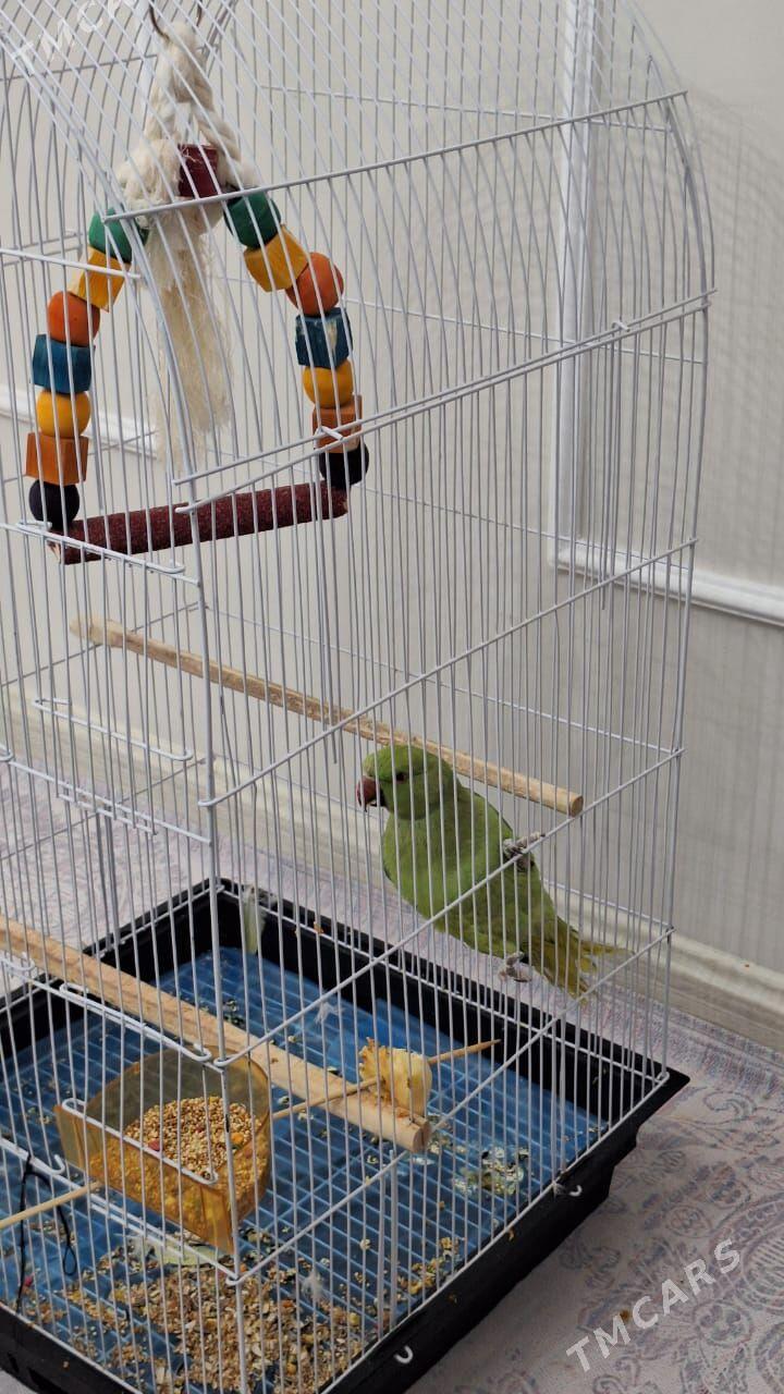 Ajeriliwy Pakistan popugay - Olimpiýa şäherçesi - img 3