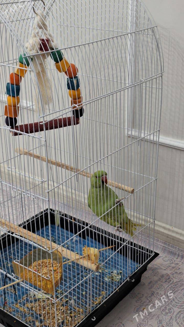 Ajeriliwy Pakistan popugay - Olimpiýa şäherçesi - img 2