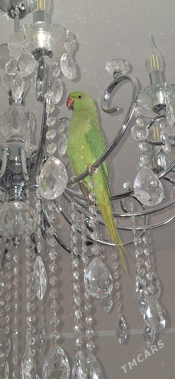 Ajeriliwy Pakistan popugay - Olimpiýa şäherçesi - img 1