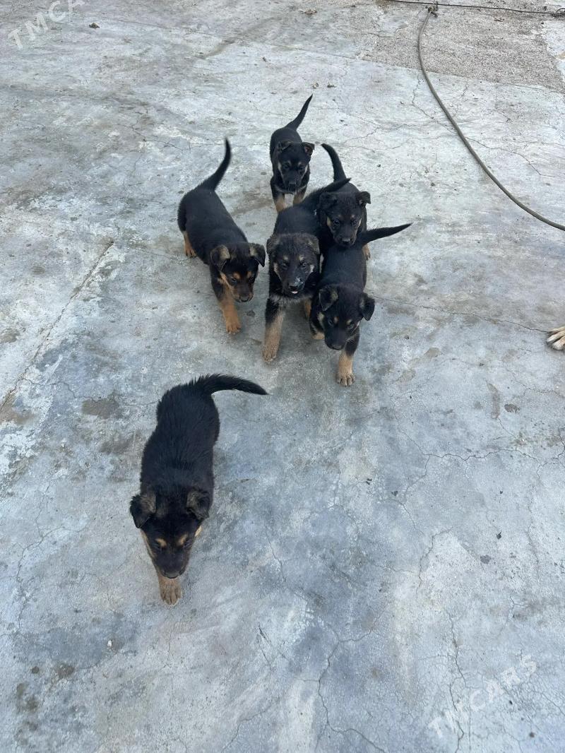 awçarka - Türkmenbaşy - img 5