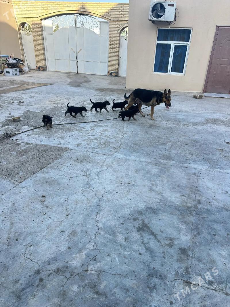 awçarka - Türkmenbaşy - img 6