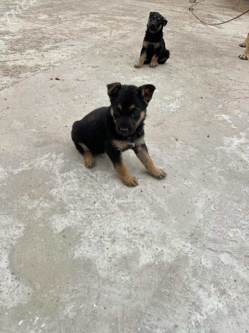 awçarka - Türkmenbaşy - img 4