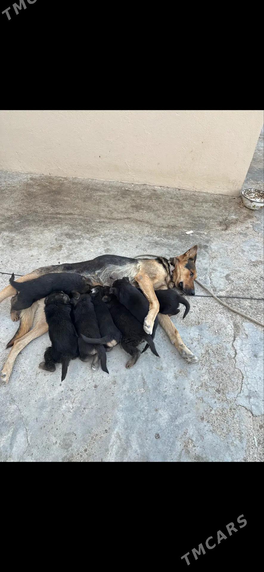 awçarka - Türkmenbaşy - img 7