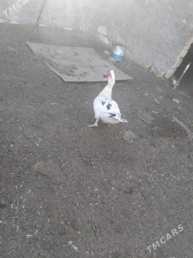 индаутка indautka - Туркменбаши - img 3