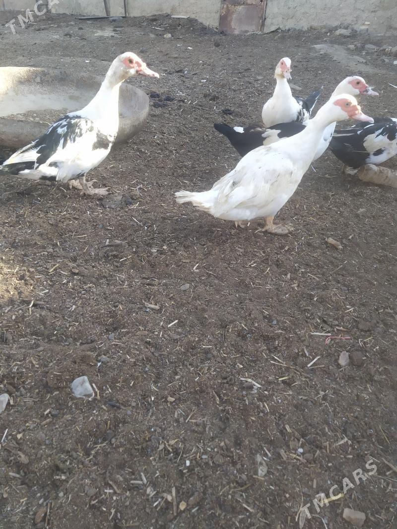 индаутка indautka - Туркменбаши - img 4