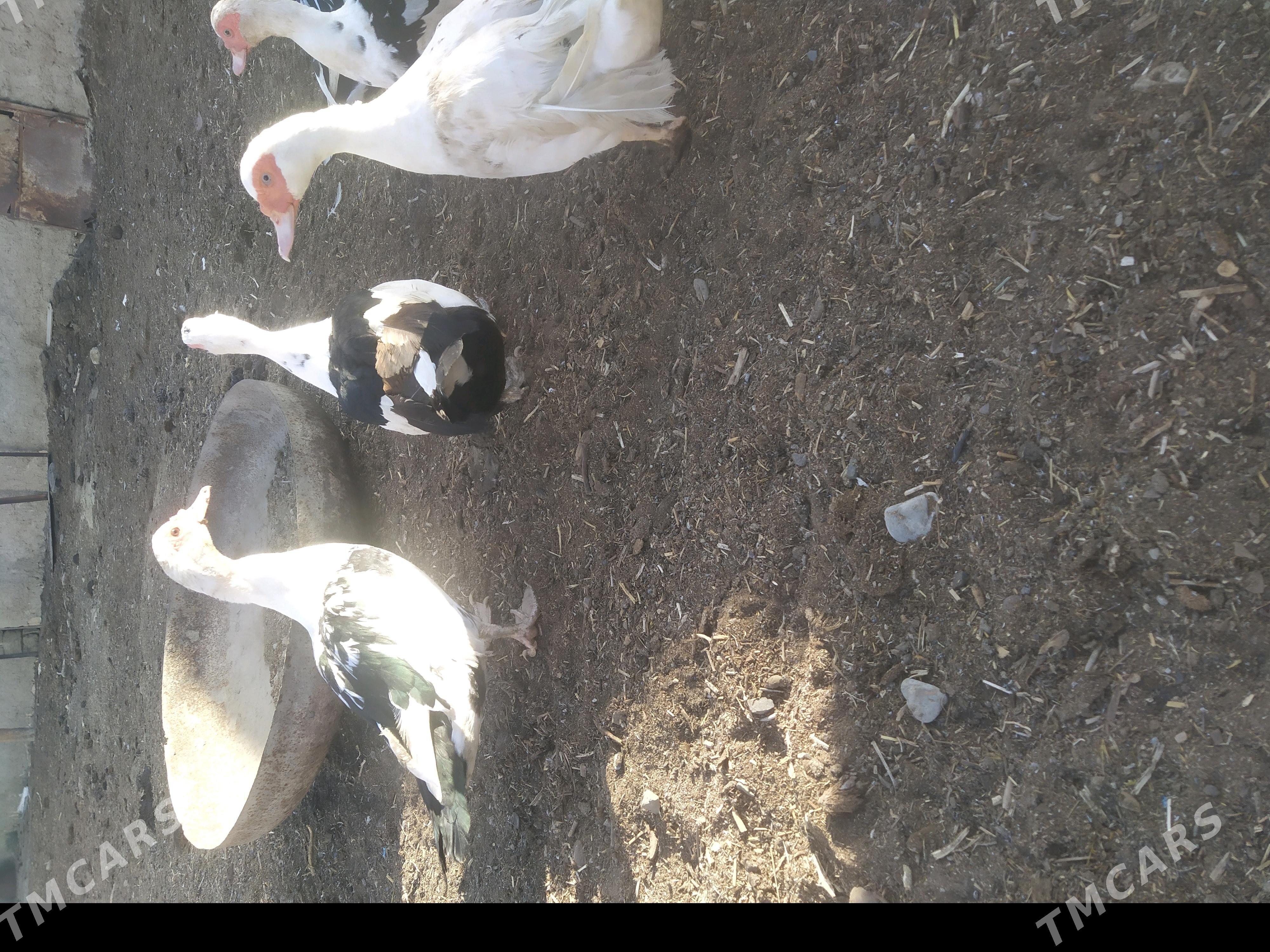 индаутка indautka - Туркменбаши - img 2