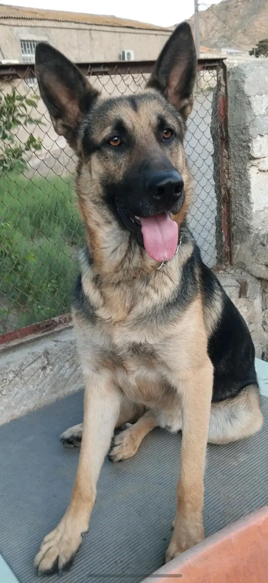 awçarka - Türkmenbaşy - img 3