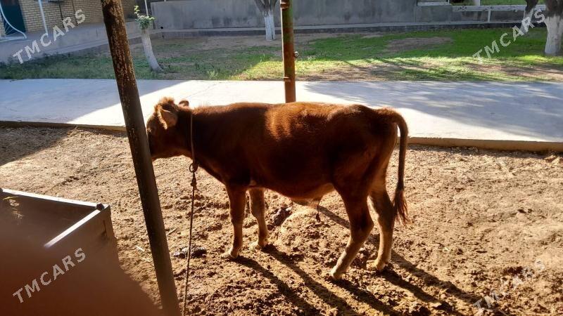 okuz 8aylik - Анев - img 1