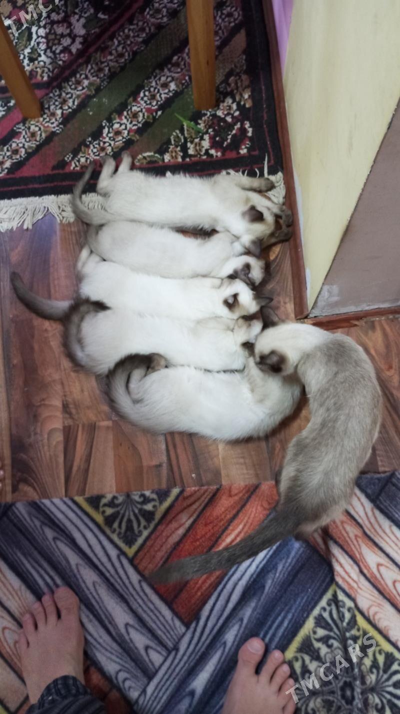 сиамские котята - Daşoguz - img 2