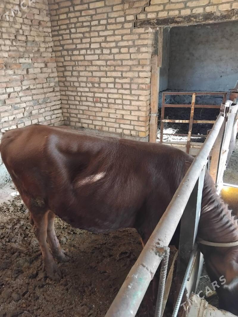 Okuz - Мары - img 2