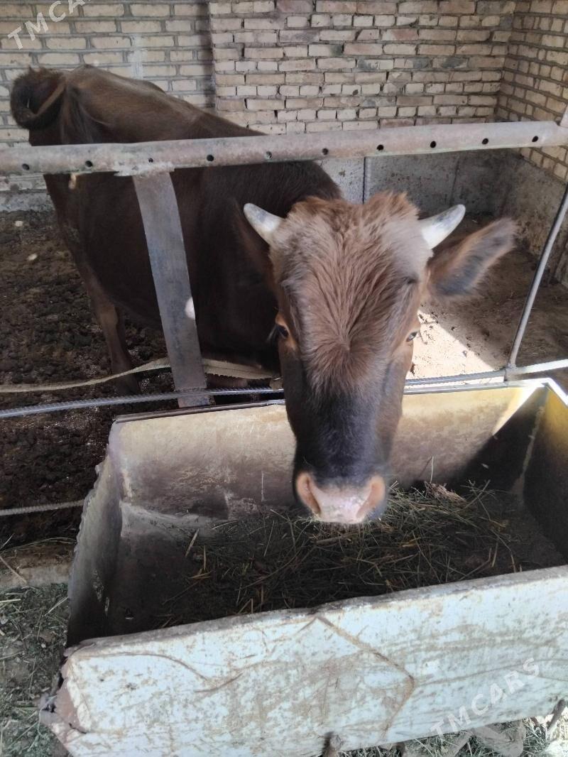 Okuz - Мары - img 1