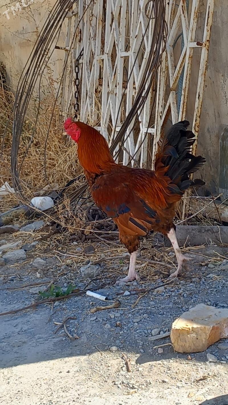 horoz - Aşgabat - img 2