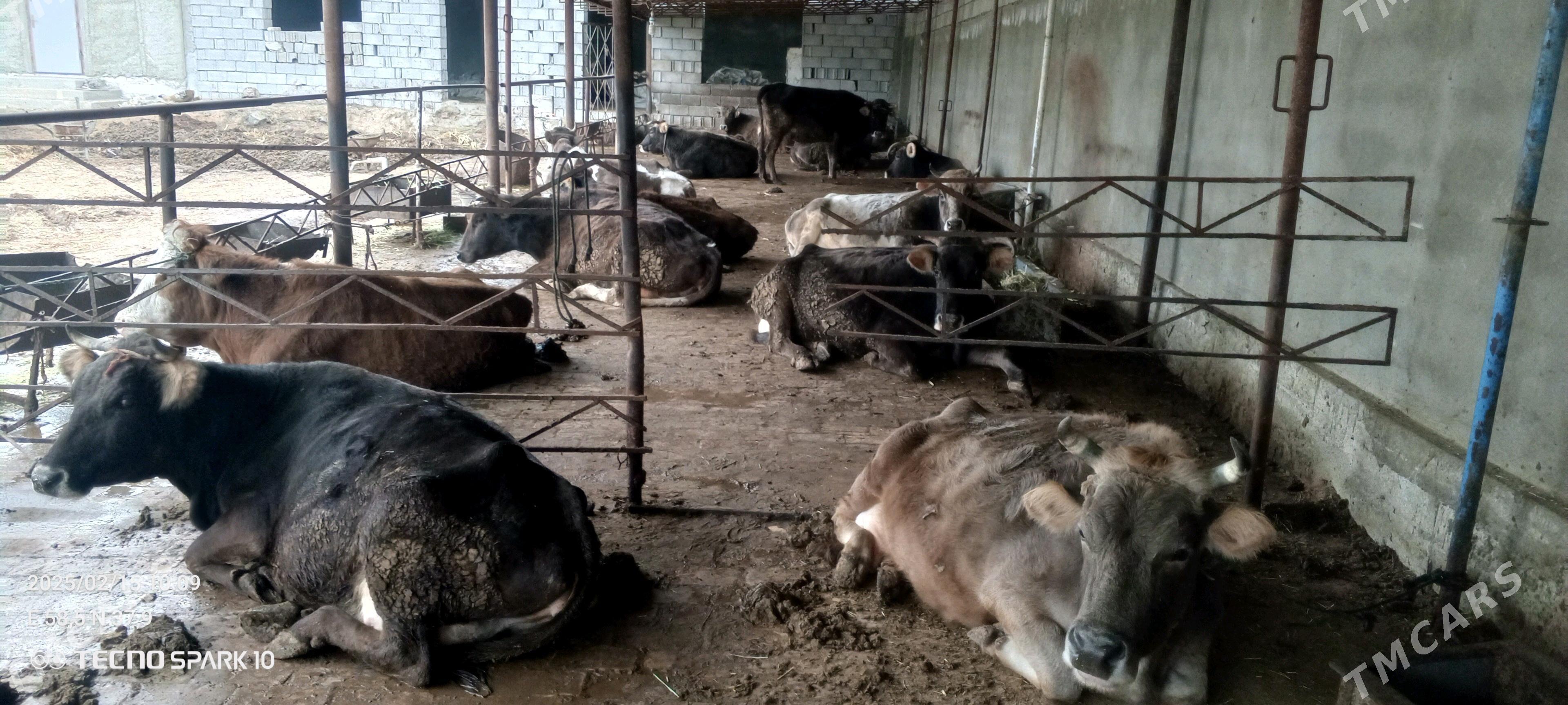 isgar gerek - Änew - img 1