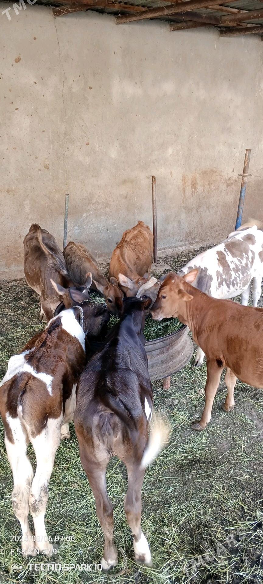 isgar gerek - Änew - img 3