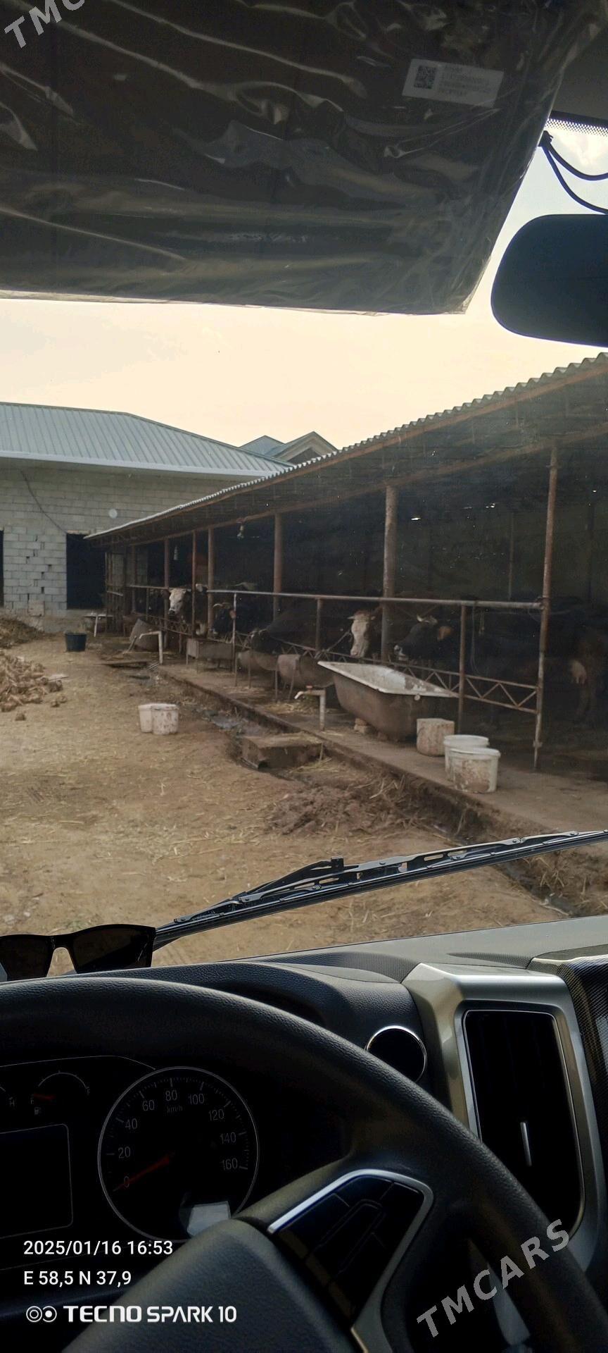 isgar gerek - Änew - img 2