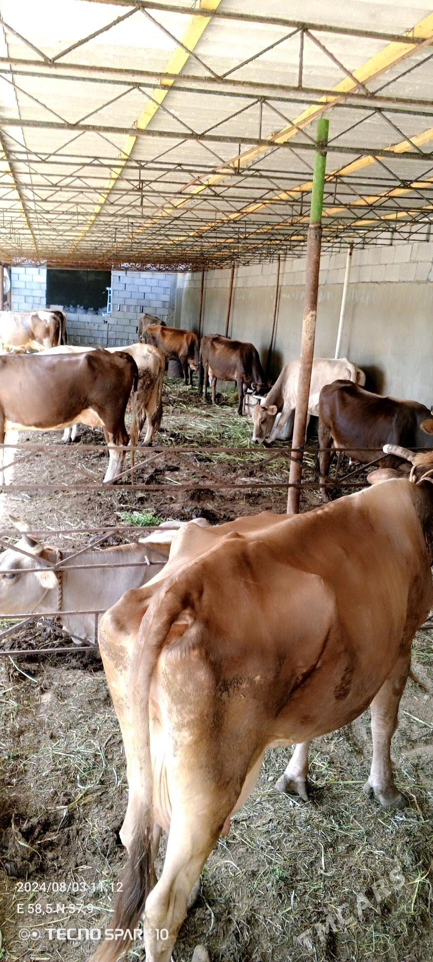 isgar gerek - Änew - img 4