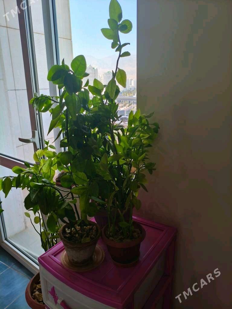 Цветы Педилантус - Ашхабад - img 2