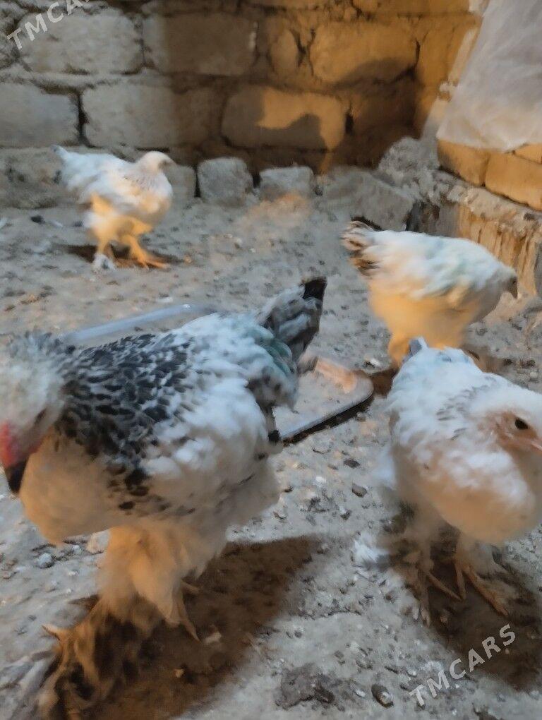 оригинал.брама.жуже - Гарадамак - img 2