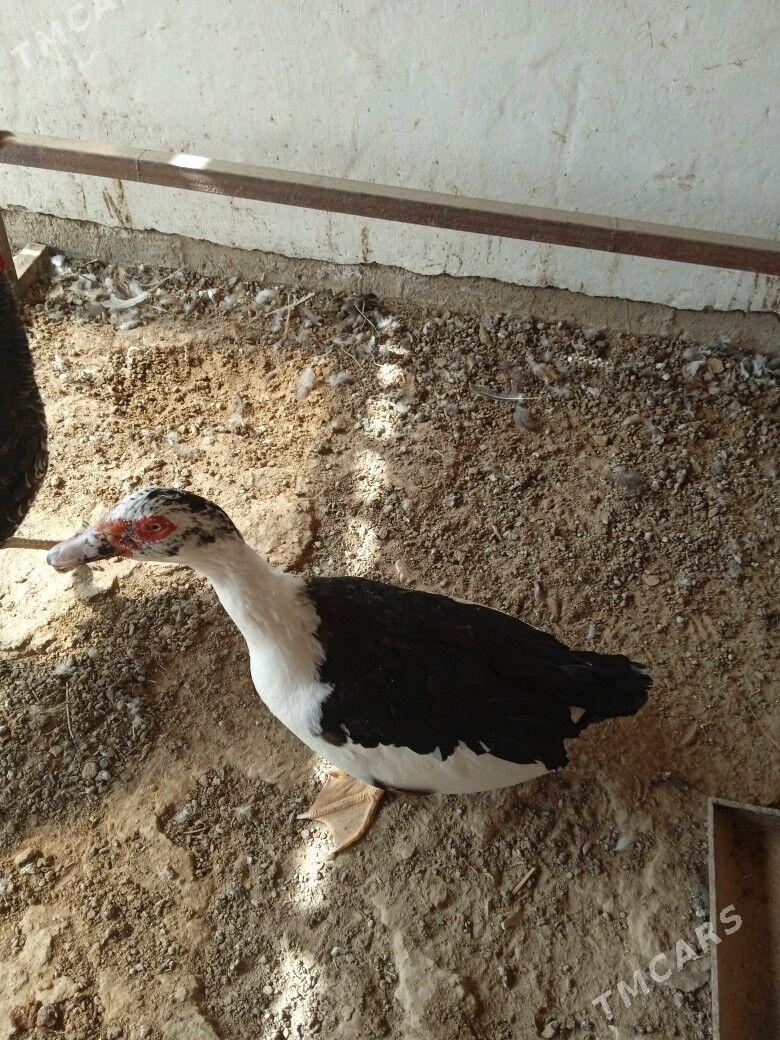 indautda - Мургап - img 2