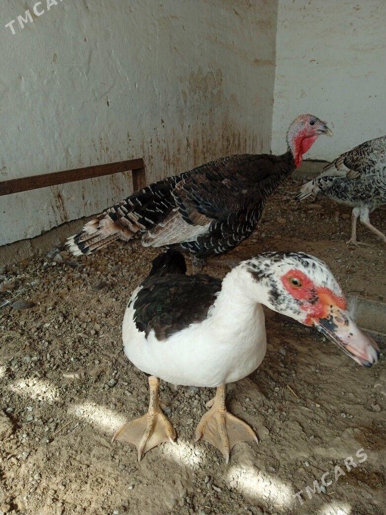 indautda - Мургап - img 1