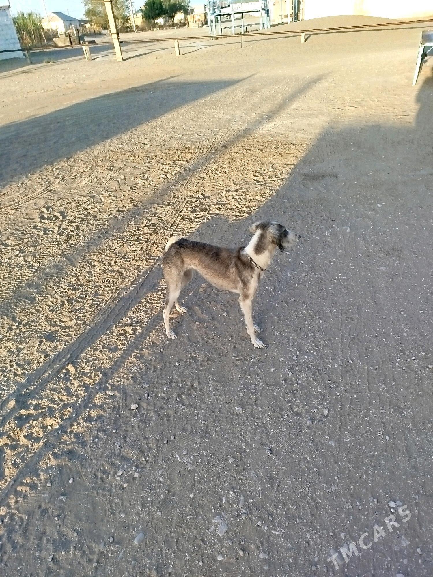 Tazy - Берекет - img 1