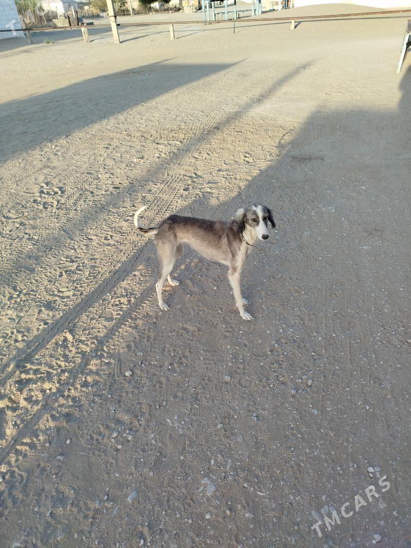 Tazy - Берекет - img 2