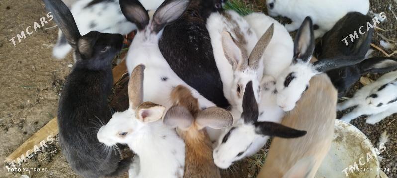 pol gigant towsan - Чоганлы - img 1