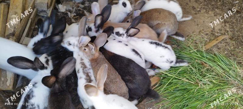 pol gigant towsan - Чоганлы - img 3