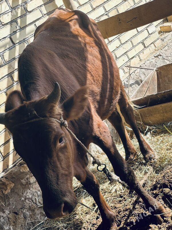 окузлер - Ходжамбаз - img 2