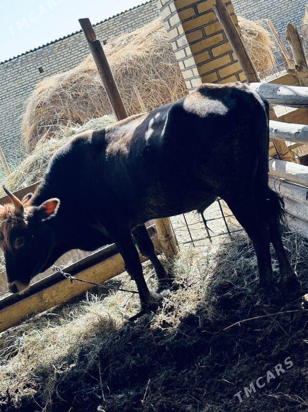 окузлер - Ходжамбаз - img 3