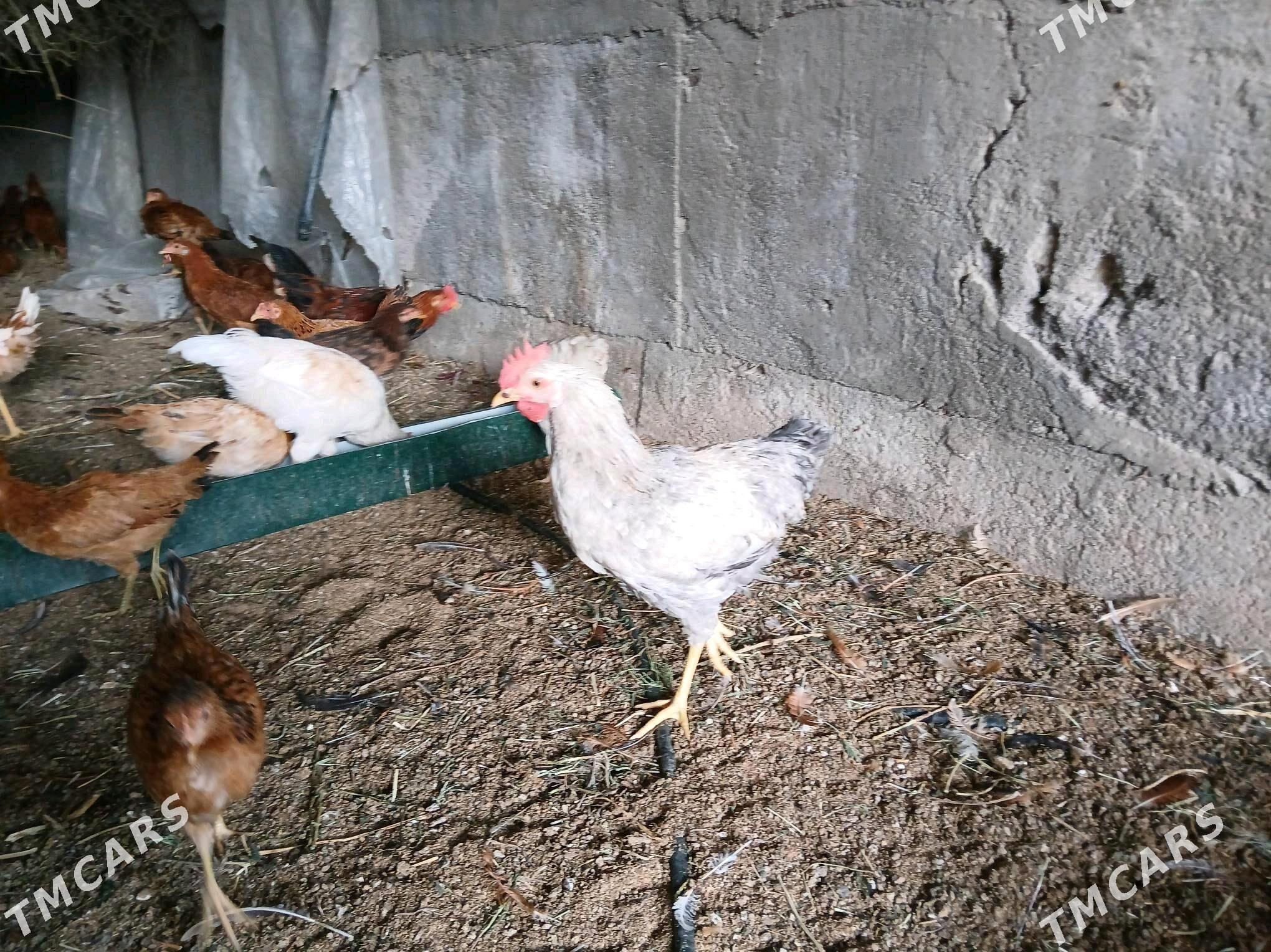 jüje horaz towuk - Gökje - img 2