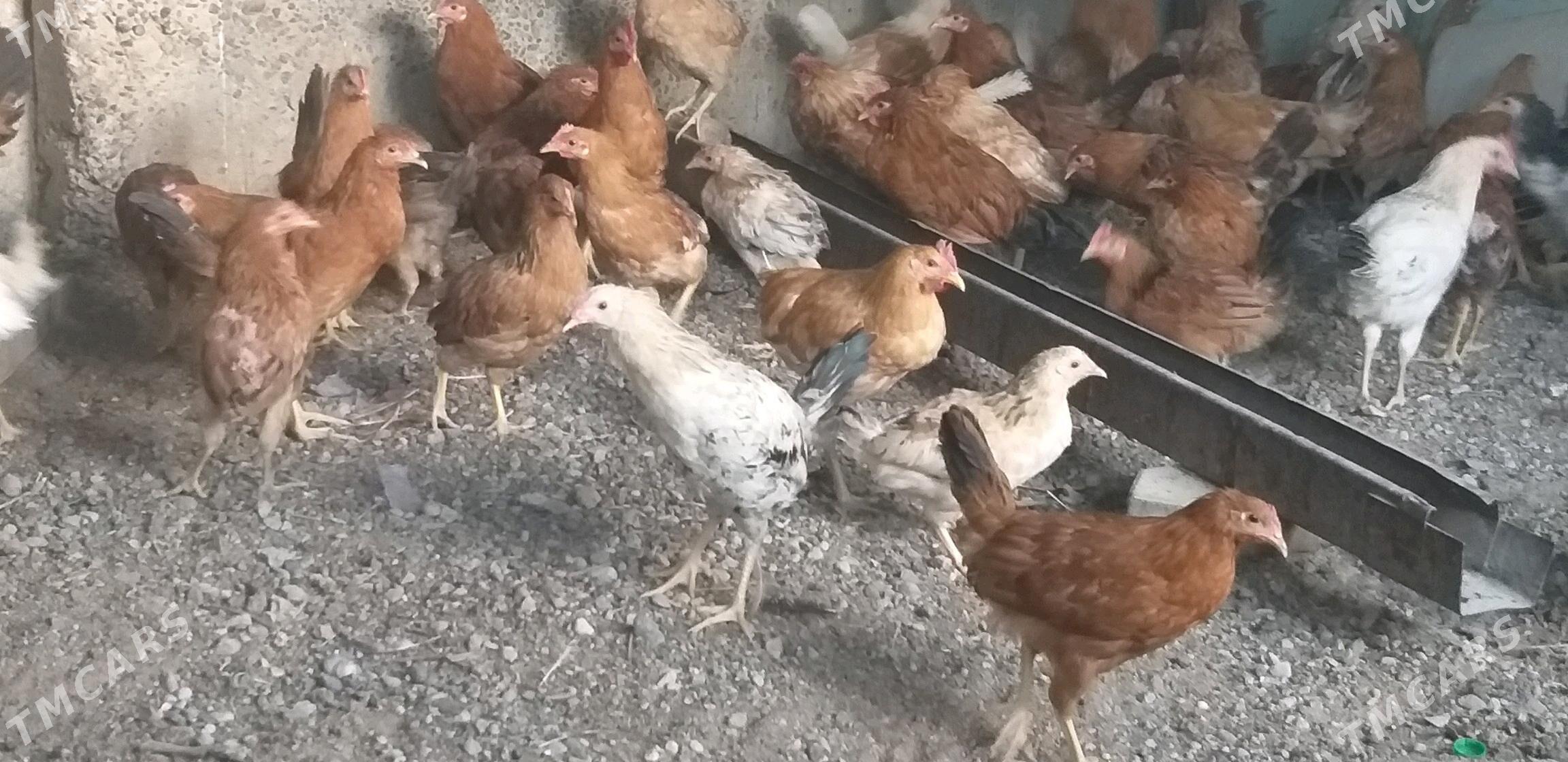 jüje horaz towuk - Gökje - img 3