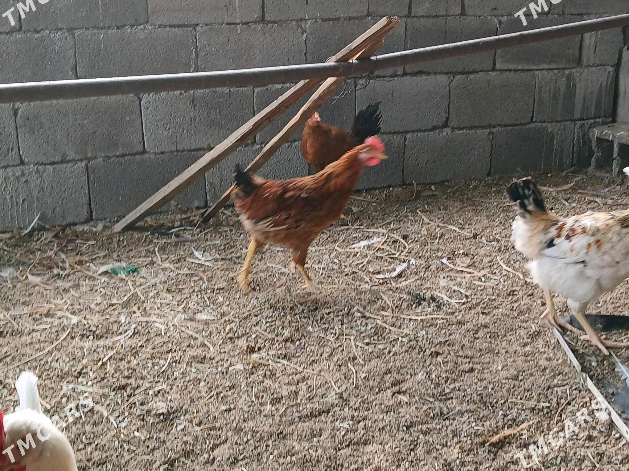 jüje horaz towuk - Gökje - img 1