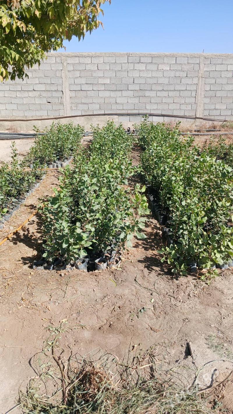 pisse nahal - Aşgabat - img 2