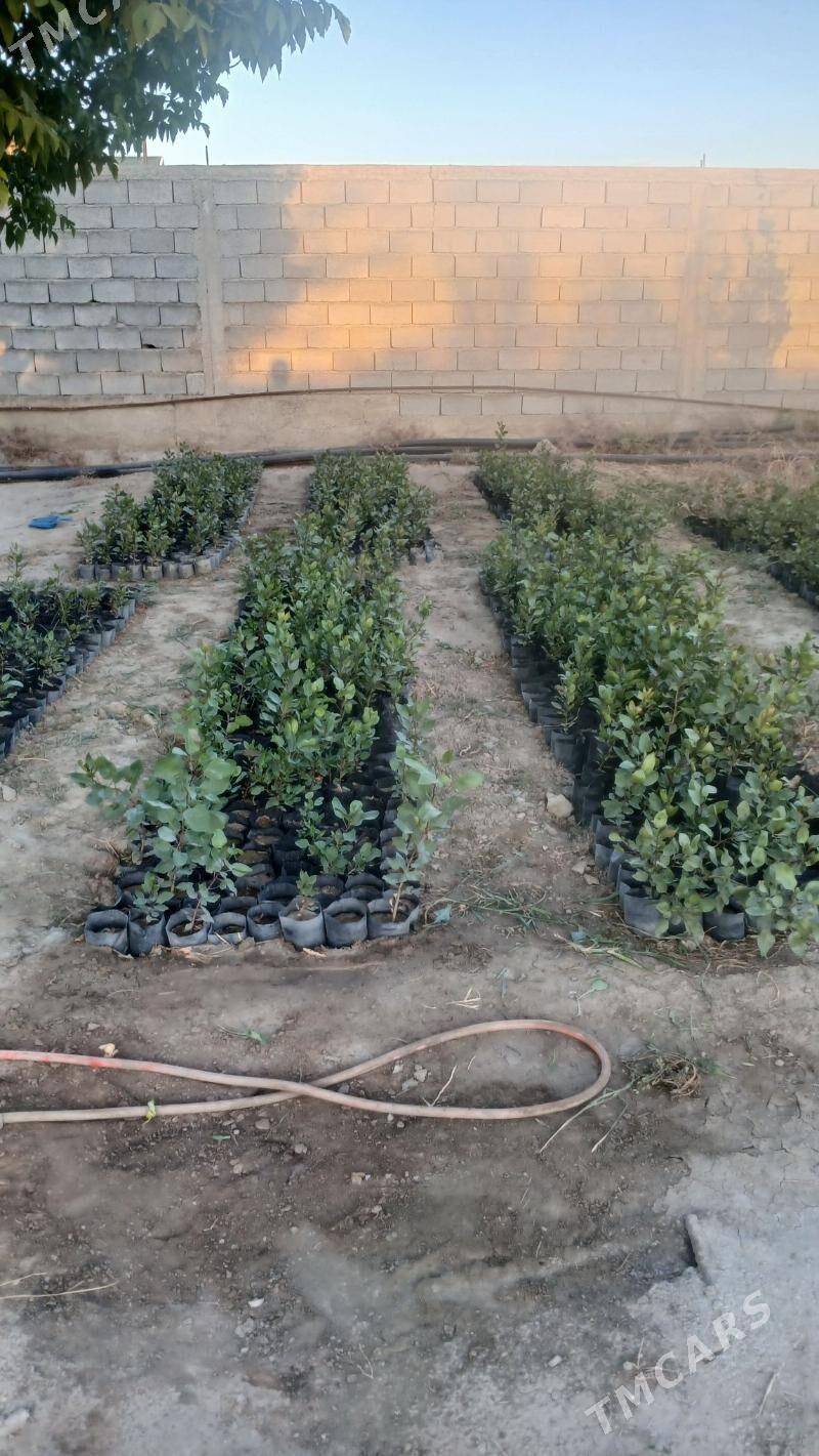 pisse nahal - Aşgabat - img 1