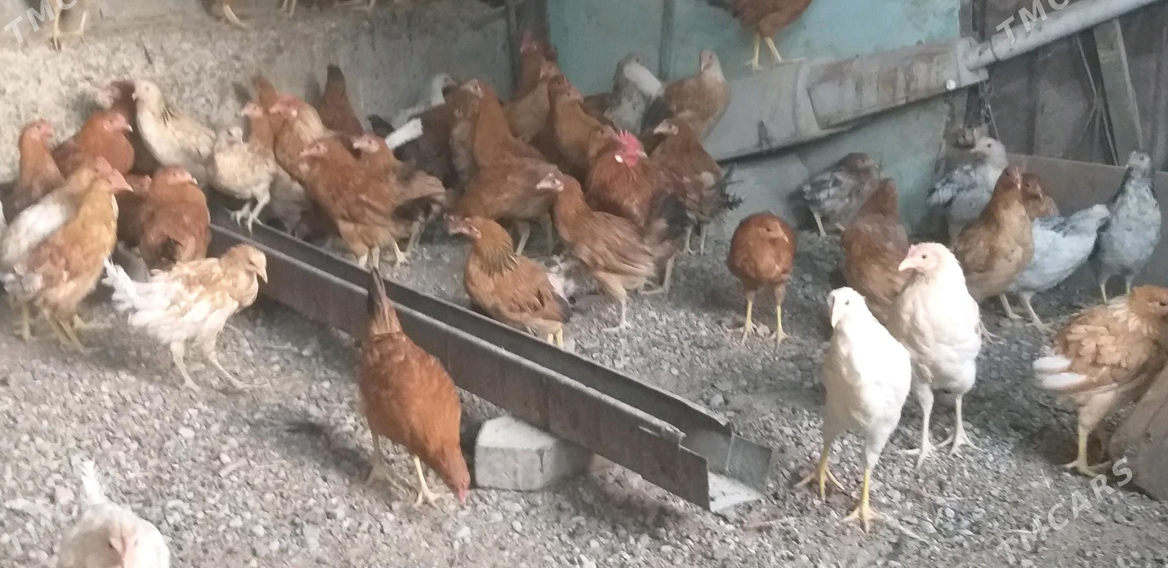 jüje horaz towuk - Gökje - img 5