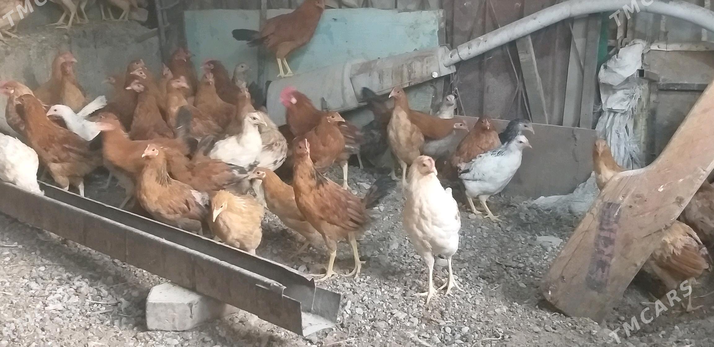 jüje horaz towuk - Gökje - img 4