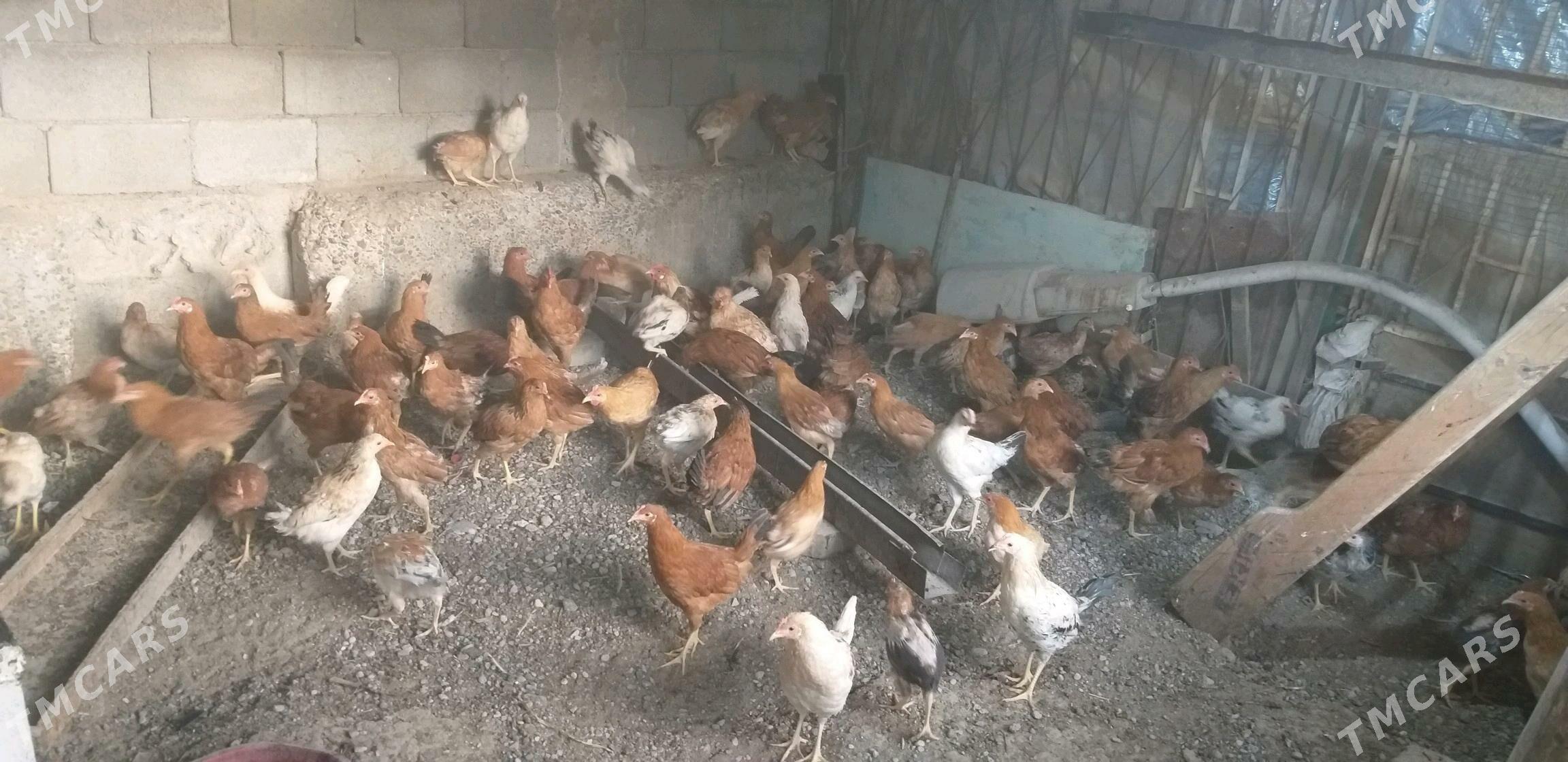 jüje horaz towuk - Gökje - img 6