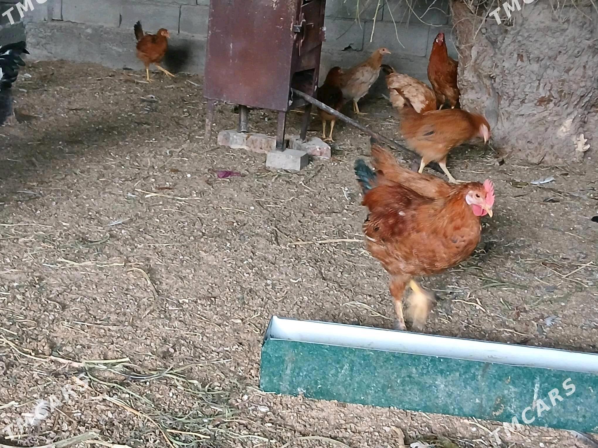 jüje horaz towuk - Gökje - img 7