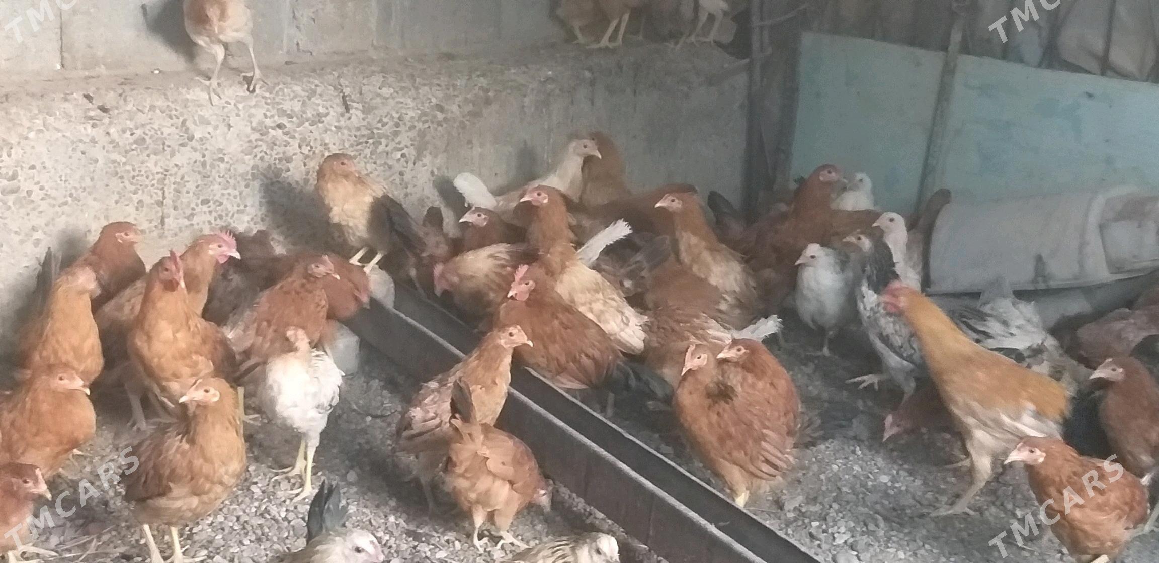 jüje horaz towuk - Gökje - img 8