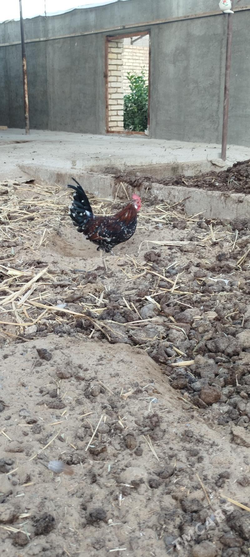 karlik - Mary - img 6