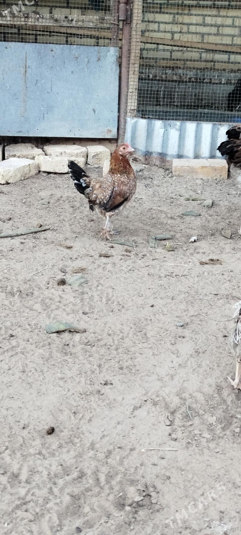 karlik - Mary - img 5