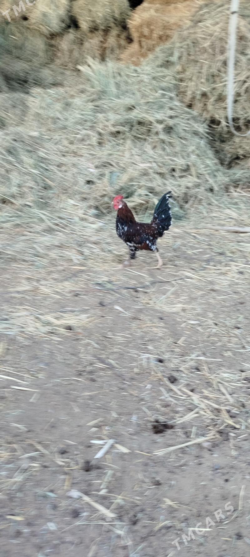 karlik - Mary - img 1