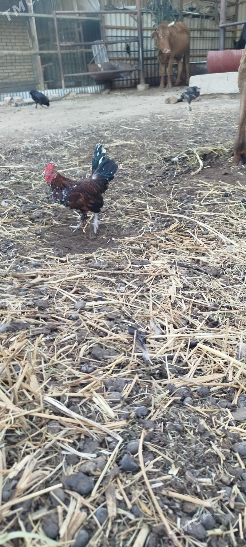 karlik - Mary - img 2