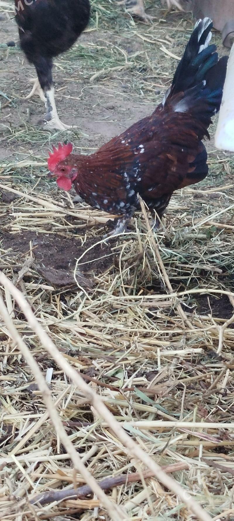 karlik - Mary - img 4