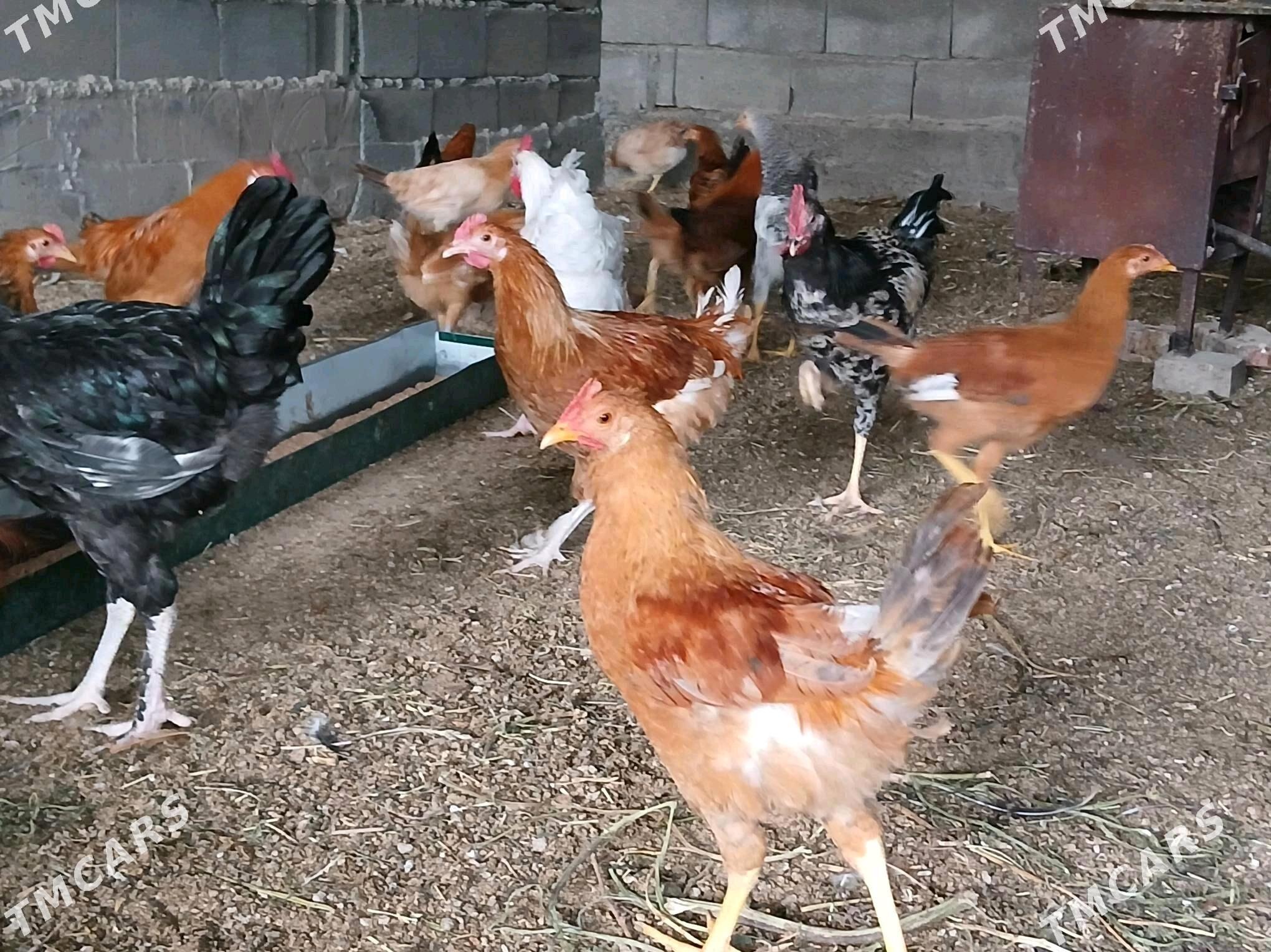 jüje horaz towuk - Gökje - img 9