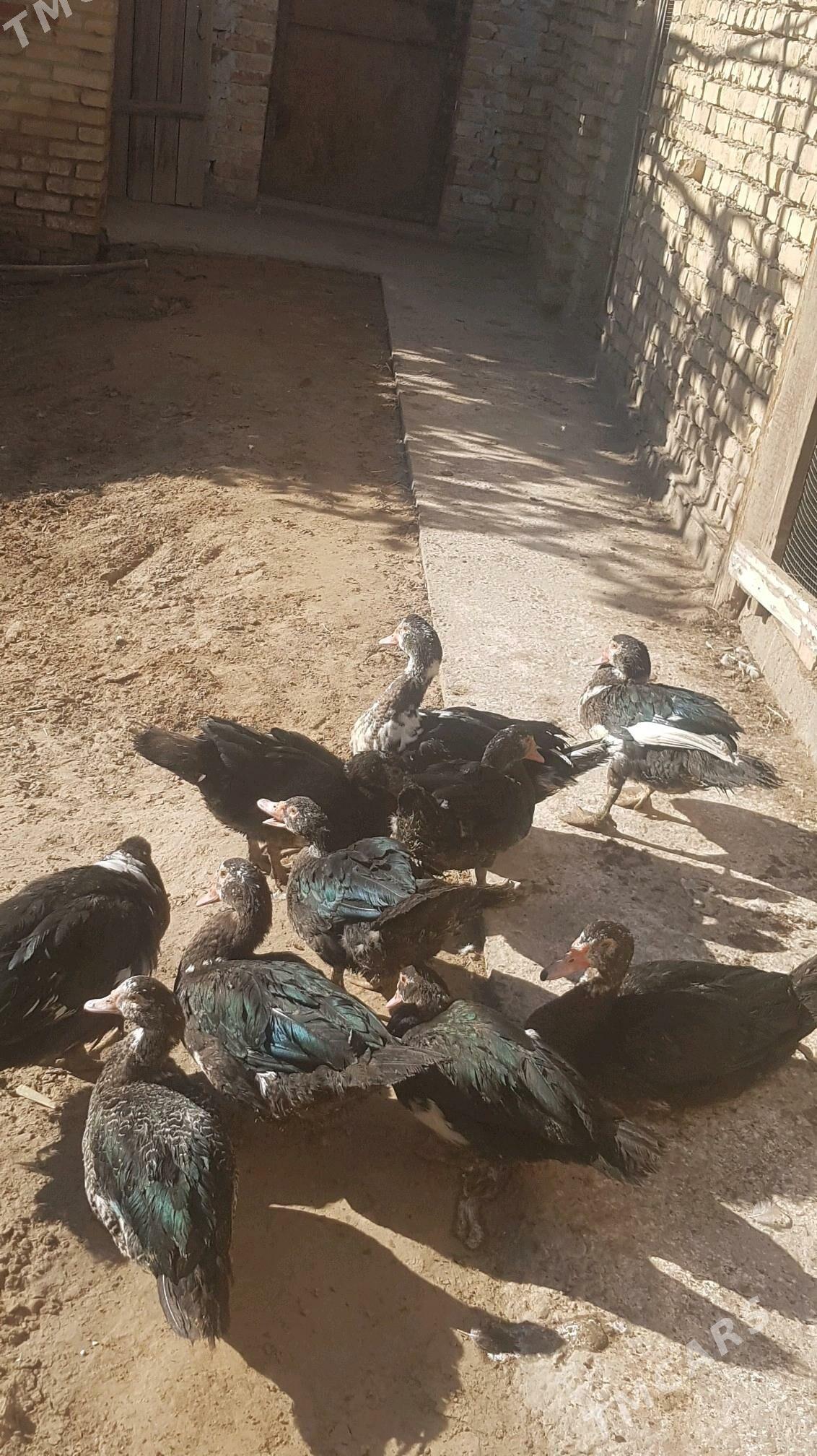 Ördek - Туркменабат - img 7