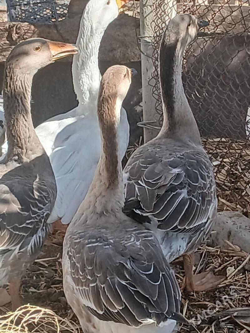 gus gaz induk - Büzmeýin - img 4