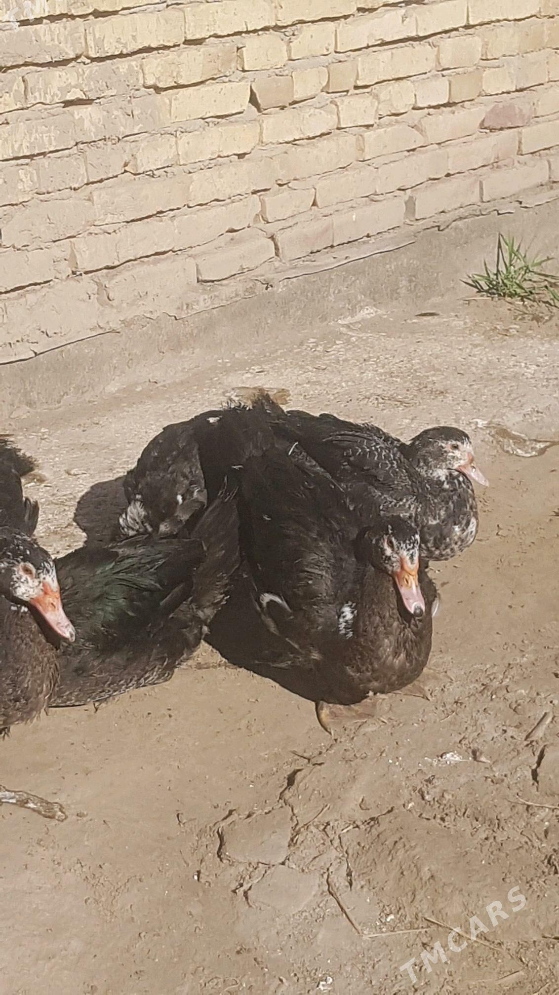 Ördek - Туркменабат - img 2