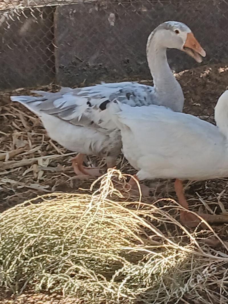 gus gaz induk - Büzmeýin - img 2